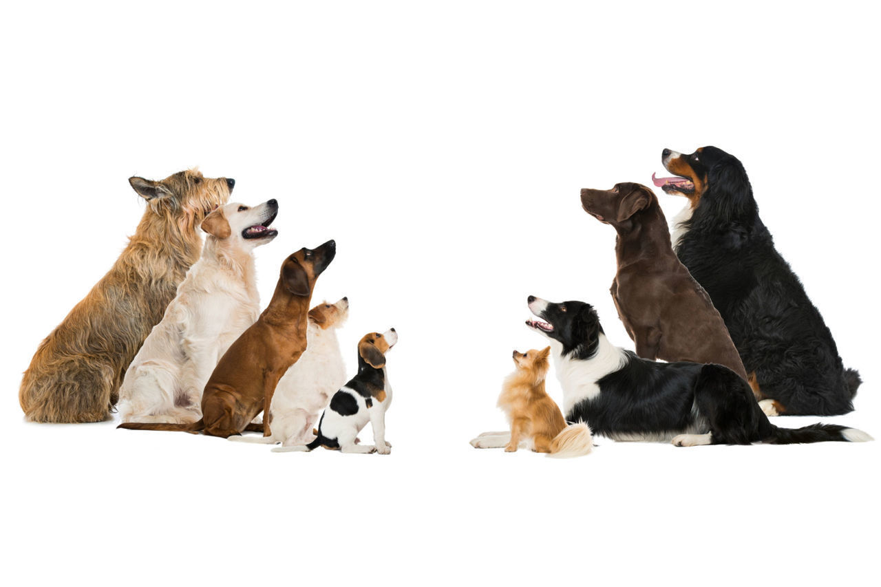 Effects of selection on genetic health of purebred dogs